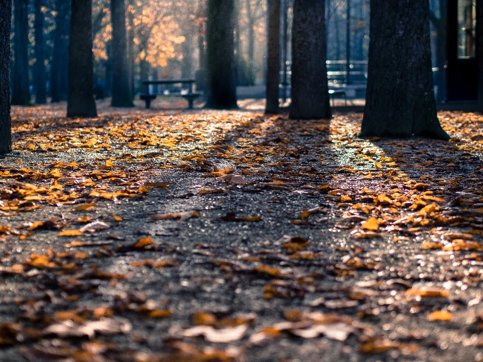 Albero natura foresta pianta