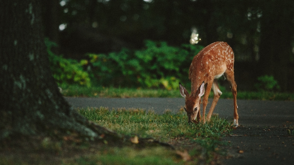 árvore natureza floresta animais selvagens