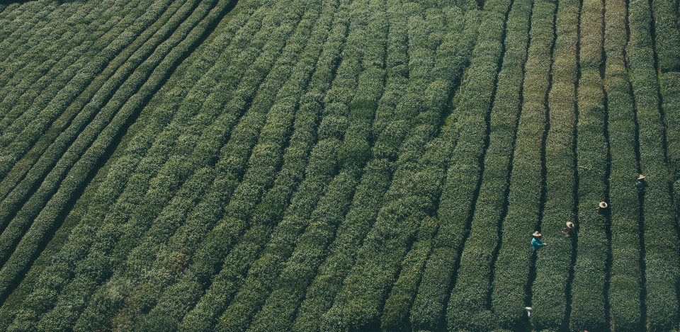 Natura osoba pole światło słoneczne