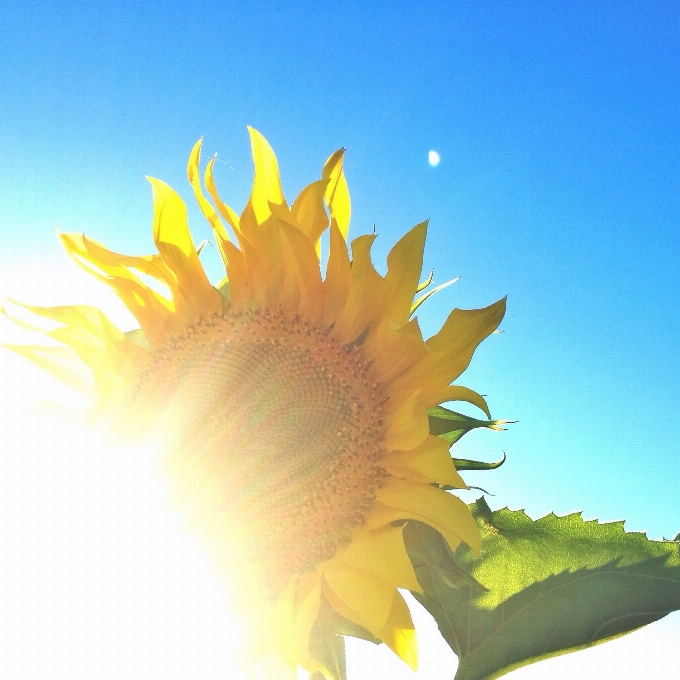 Pianta cielo luce del sole foglia