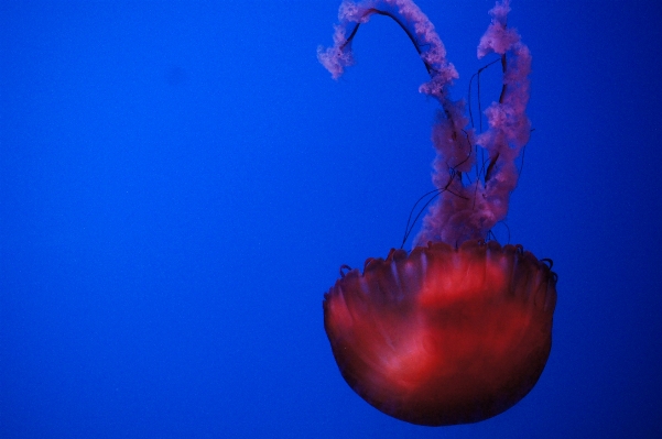 Underwater reflection biology jellyfish Photo