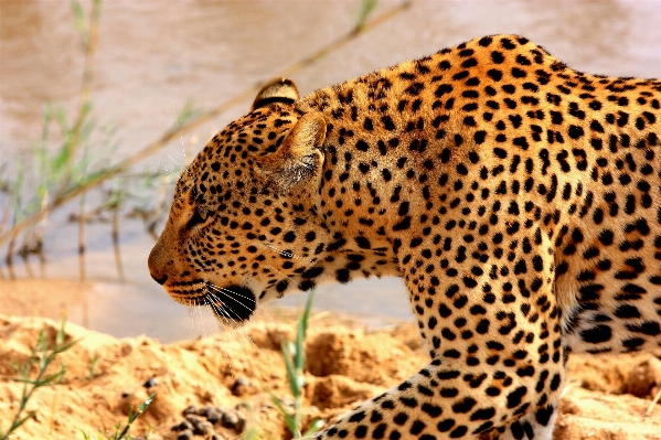 Foto Animais selvagens mamífero fauna savana
