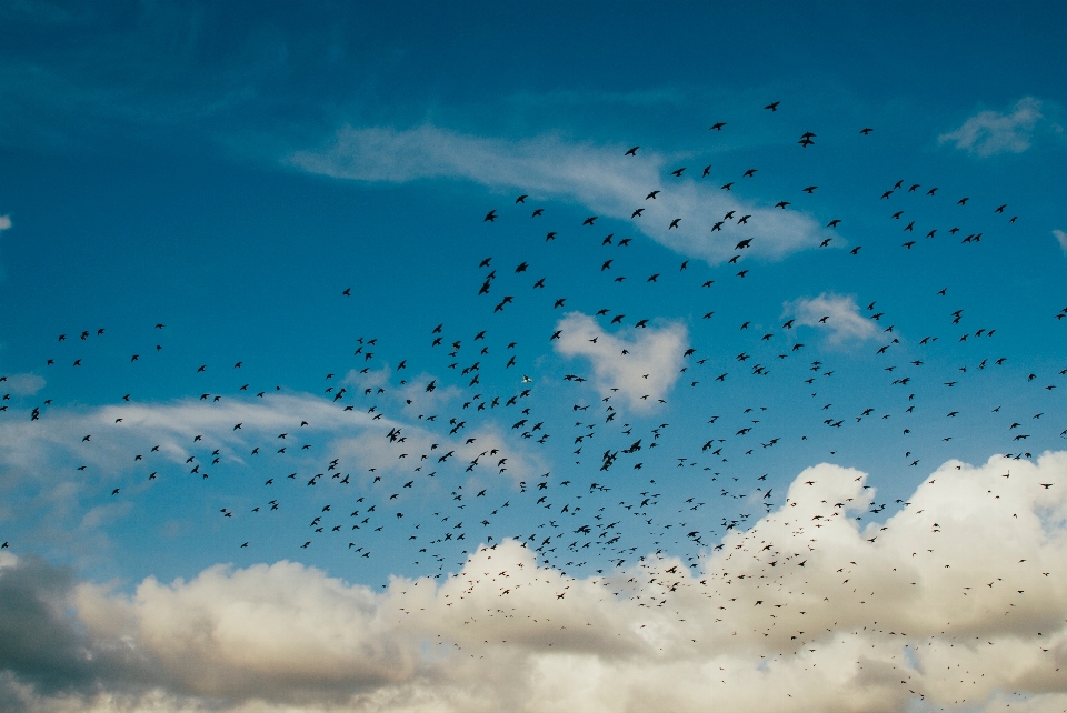 Natureza pássaro nuvem céu