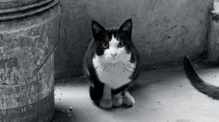 Photo Noir et blanc
 blanc chaton chat