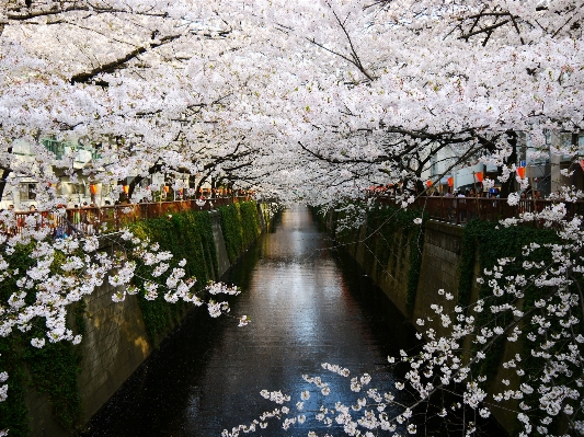 ブランチ 花 植物 春 写真