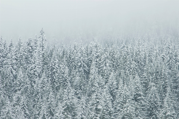 Tree nature forest grass Photo