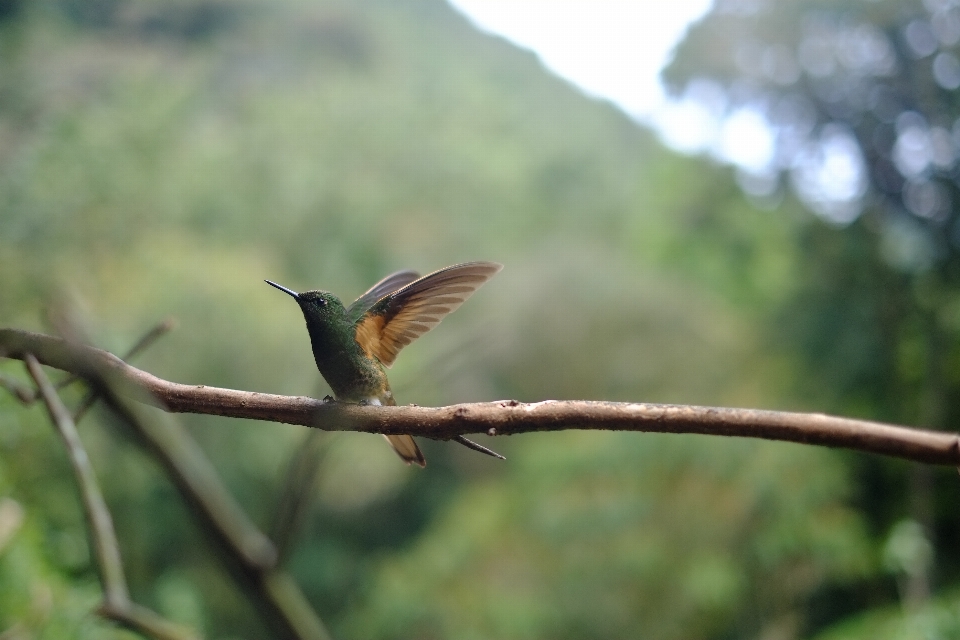 Pohon alam cabang burung