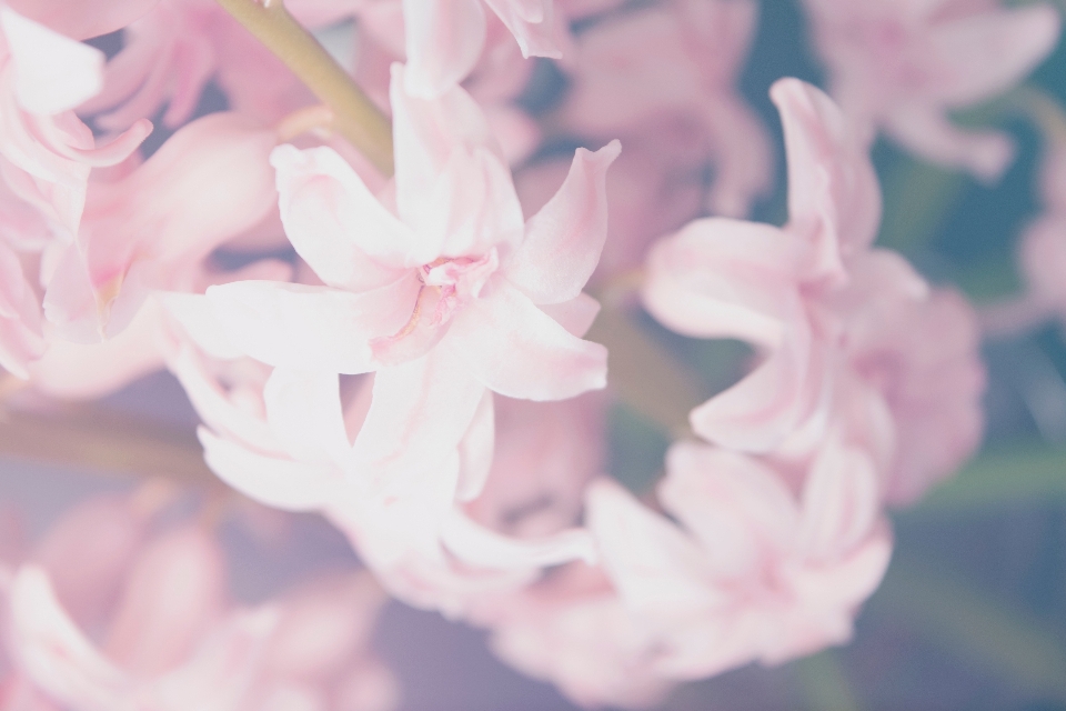 自然 ブランチ 花 植物