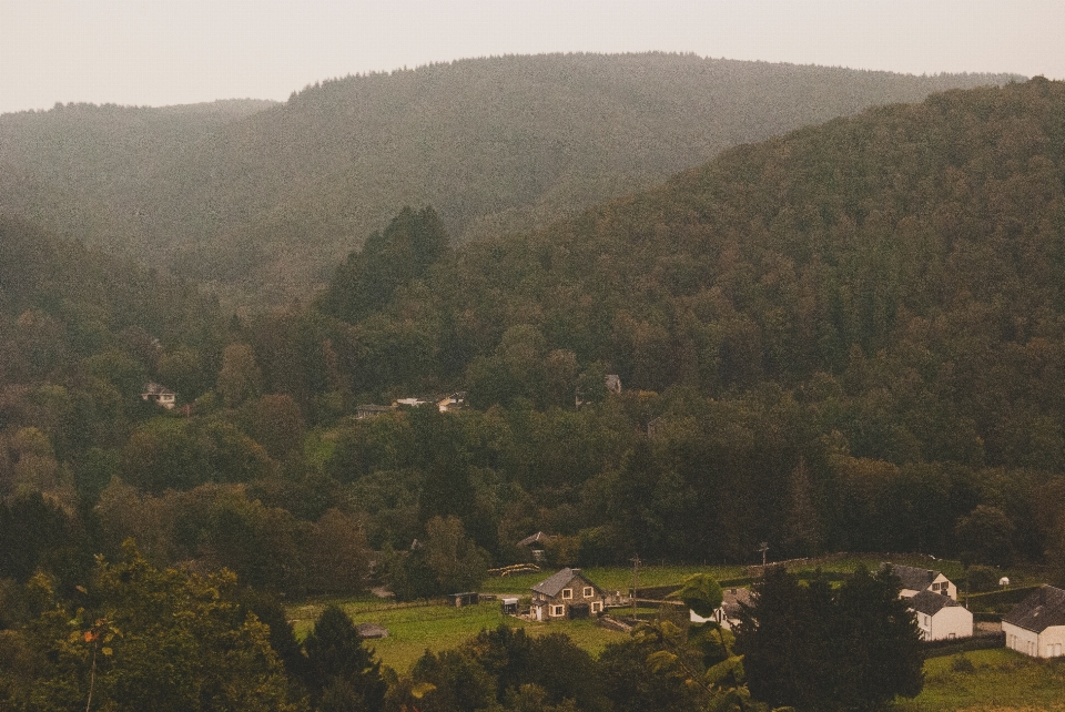 Landschaft baum natur wald