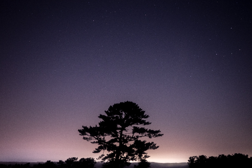 árbol horizonte cielo atardecer