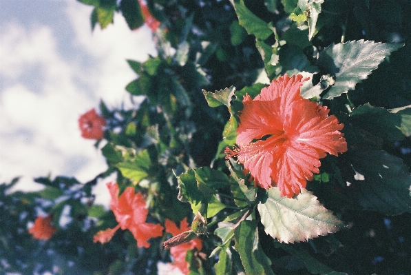 Nature blossom plant leaf Photo