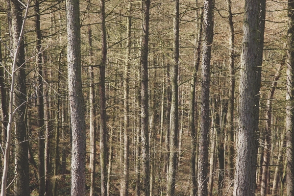 Tree forest branch plant Photo