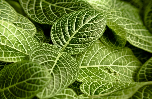 Plant leaf flower foliage Photo