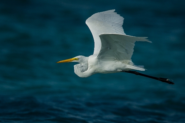 Bird wing pelican seabird Photo