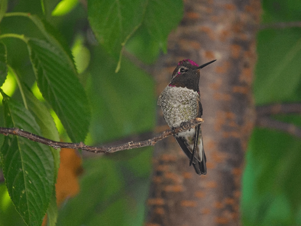 Naturaleza rama pájaro hoja