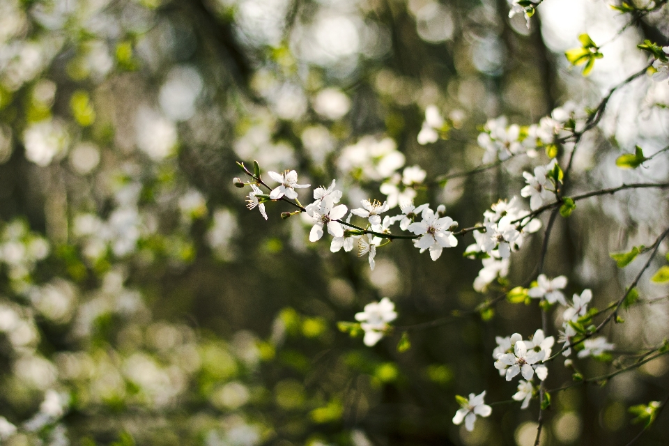 Albero natura ramo fiore