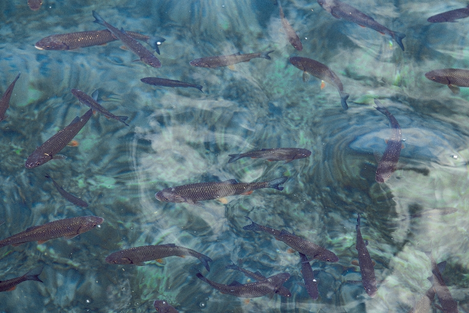 水 池 水中 生物学