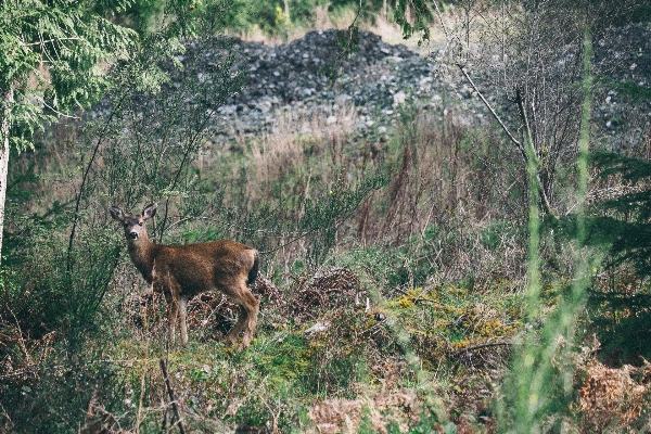 Фото природа лес трава пустыня
