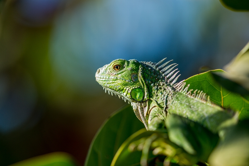 Natureza plantar fotografia animais selvagens