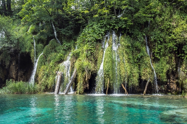 Foto Albero acqua foresta cascata