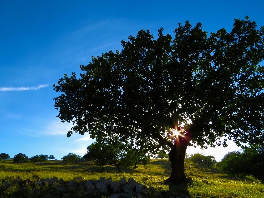 Landscape tree nature grass Photo