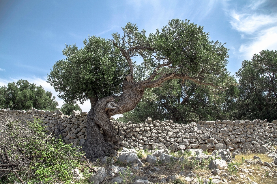 Albero rock pianta fiore