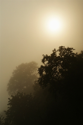 Foto Paisagem árvore natureza silhueta