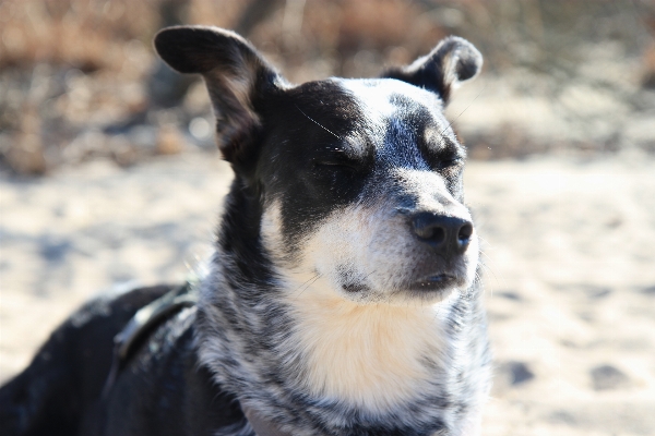 Foto Cachorro perro mamífero vertebrado
