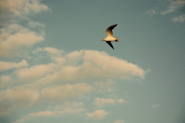 Foto Burung sayap awan langit