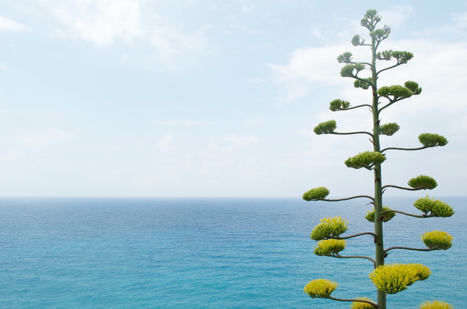 Mare albero oceano pianta