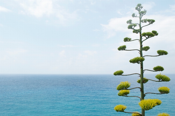 Sea tree ocean plant Photo