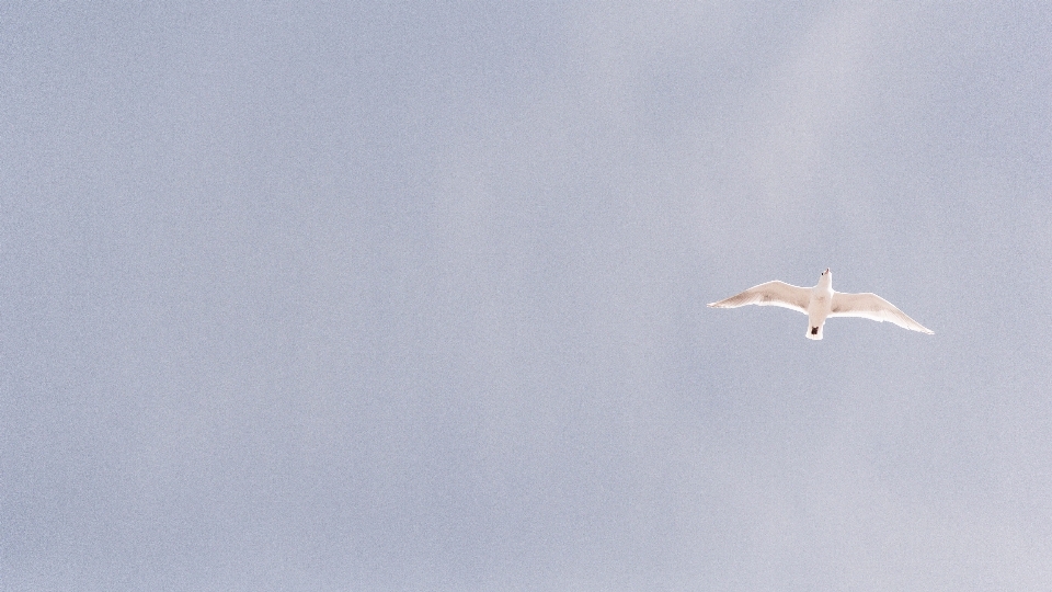 Nature oiseau aile nuage