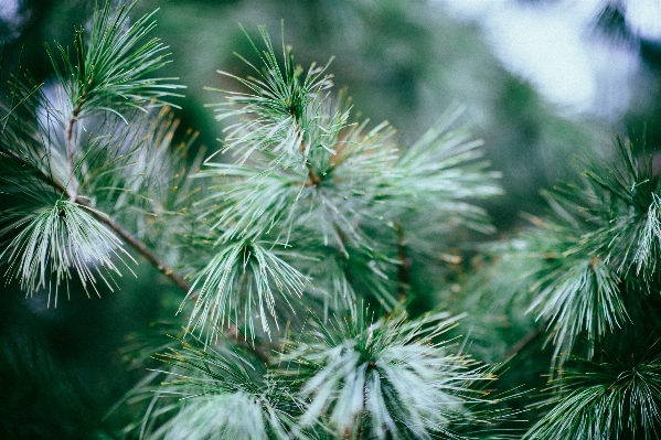 Tree nature grass branch Photo