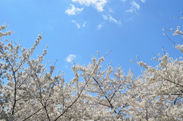 Tree branch blossom winter Photo