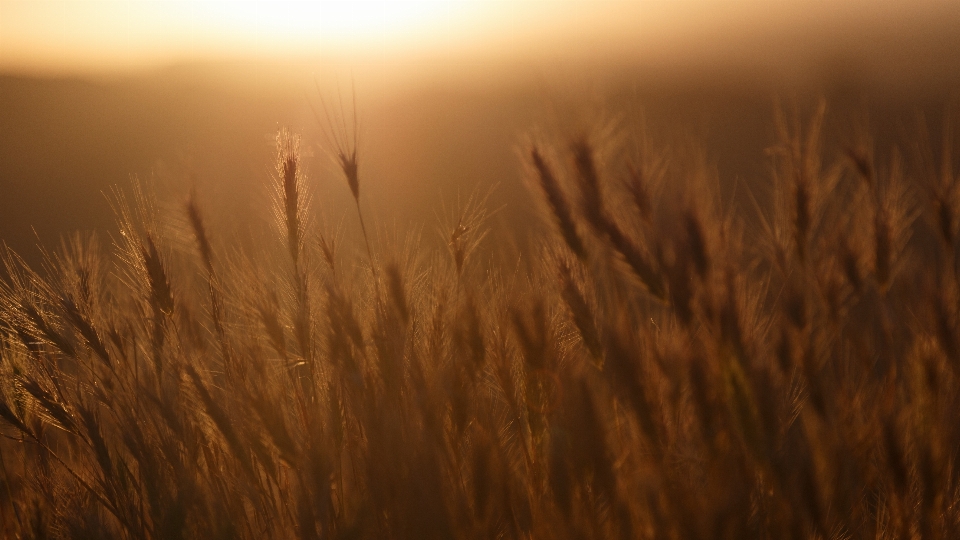 Nature grass horizon cloud