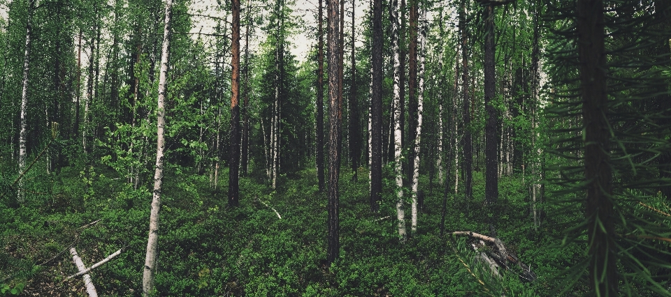 Paisagem árvore natureza floresta