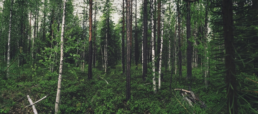 Foto Lanskap pohon alam hutan