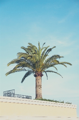 Foto Albero ramo pianta cielo