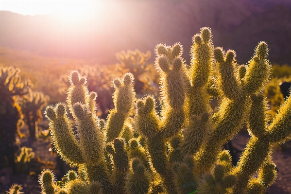 Foto Paisagem natureza grama cacto
