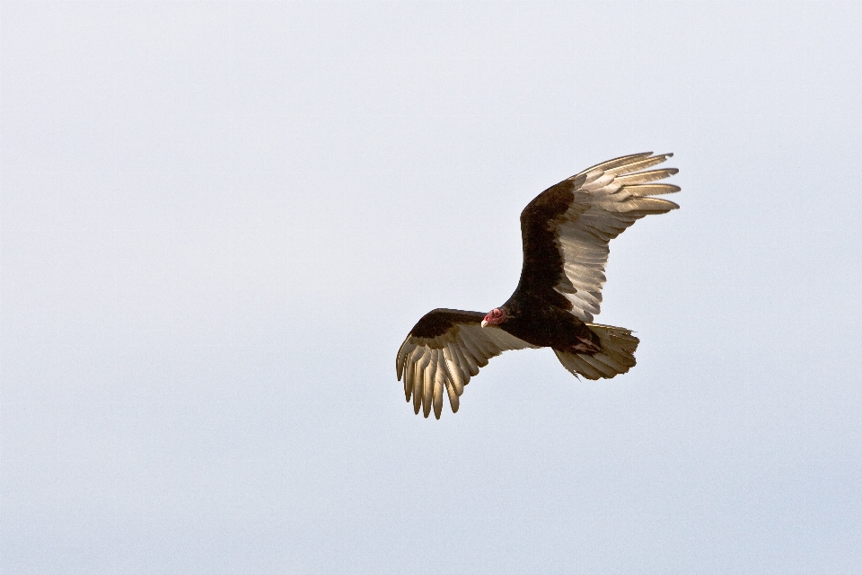 Burung sayap paruh penerbangan