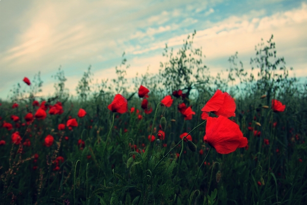 Nature grass plant sky Photo