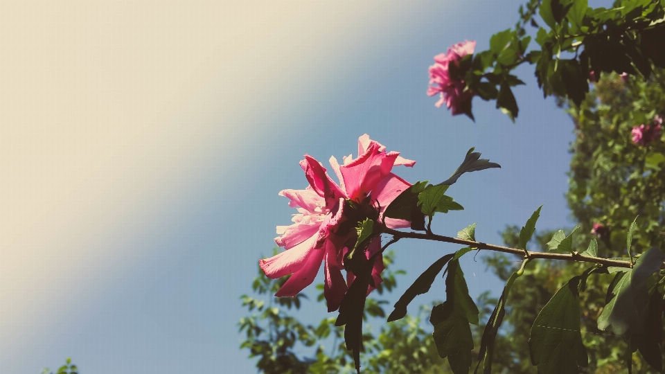 Nature branch blossom plant