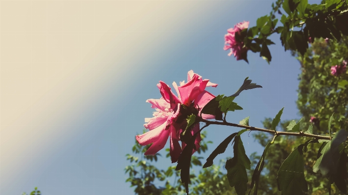 Nature branch blossom plant Photo