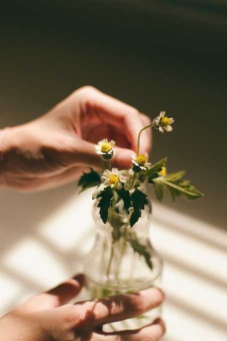 Hand plant photography flower