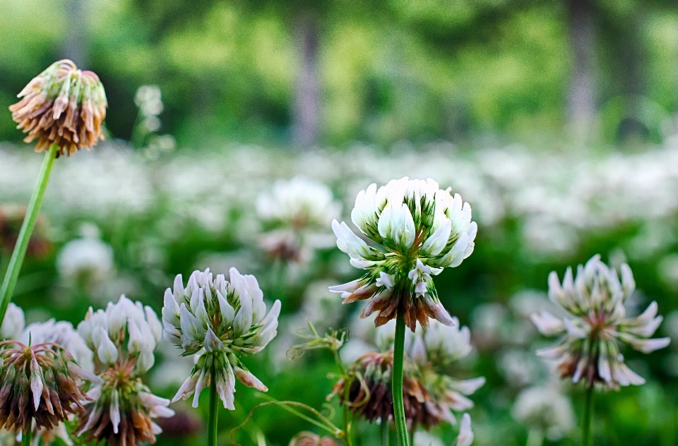 Natur blüte anlage feld