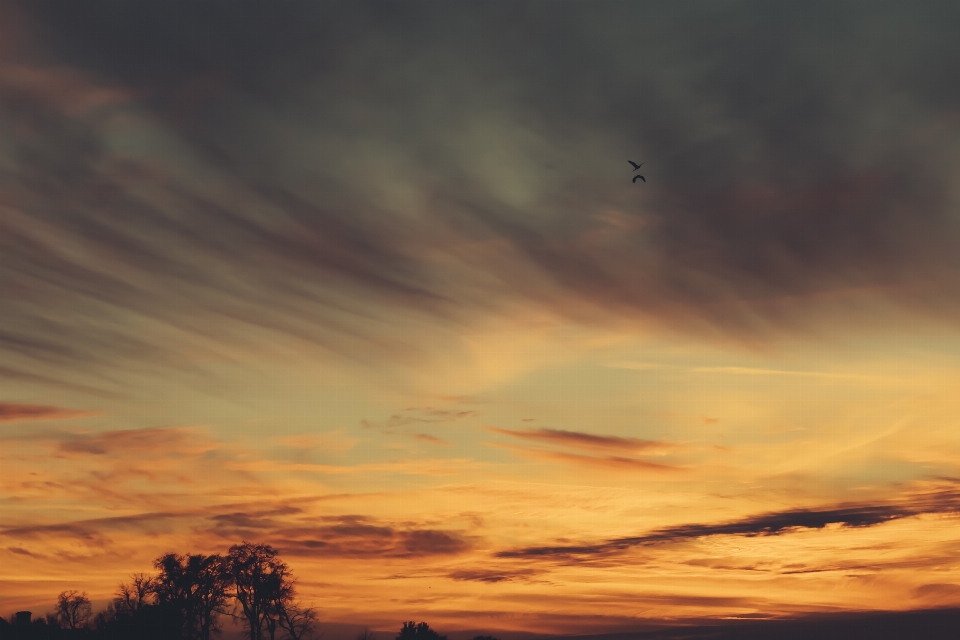 Arbre horizon nuage ciel