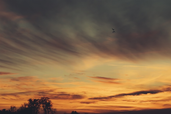 Tree horizon cloud sky Photo