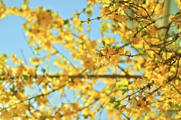 Foto árbol naturaleza rama florecer