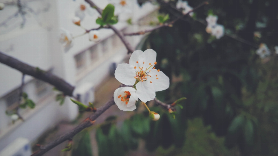 木 自然 ブランチ 花