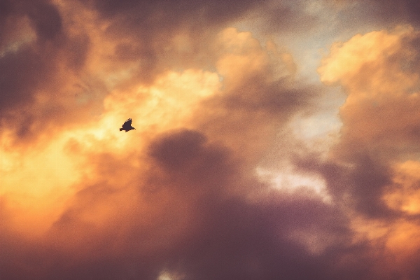 Nature bird cloud sky Photo